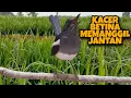 Lagu Kacer betina memanggil jantan. Langsung birahi ! Buka ekor