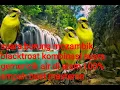 SUARA HURUNG MOZAMBIk KOMBINASI SUARA GEMRICIK AIR 100% AMPUH BUAT MASTERAN
