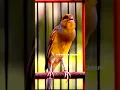 Download Lagu Best timbrado canary singing - canary training champion song #Shorts