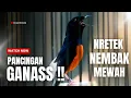 Download Lagu MURAI BATU GACOR FULL ISIAN TEMBAKAN DAN KRETEKAN AMPUH MEMANCING MURAI BATU EMOSI