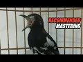 MASTERAN ANIS KEMBANG ROLL SPEED FULL ISIAN
