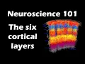 The Six Layers of the Cerebral Cortex Neuroscience 101