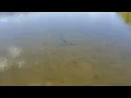 Fly Fishing Big Snook during Tampa Bay negative low tide