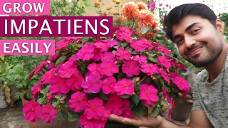 Impatiens Flower Impatiens Plant Care Grow Impatiens Easily Shade Loving Flower