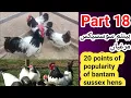 Sussex Bantam Chickens 20 Points of Popularity of Bantam Hens All Details of Bantam Sussex