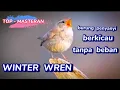Kicauan Burung Winter Wren ‼️ Masteran Burung Juara Gacor Ngeplong #masteranburung #birdsounds