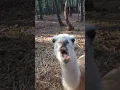 Download Lagu Grumpy Llama Spits at Person!