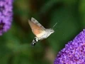 Download Lagu Kolibrievlinder Macroglossum stellatarum - Pijlstaarten familie - Sphingidae MP3