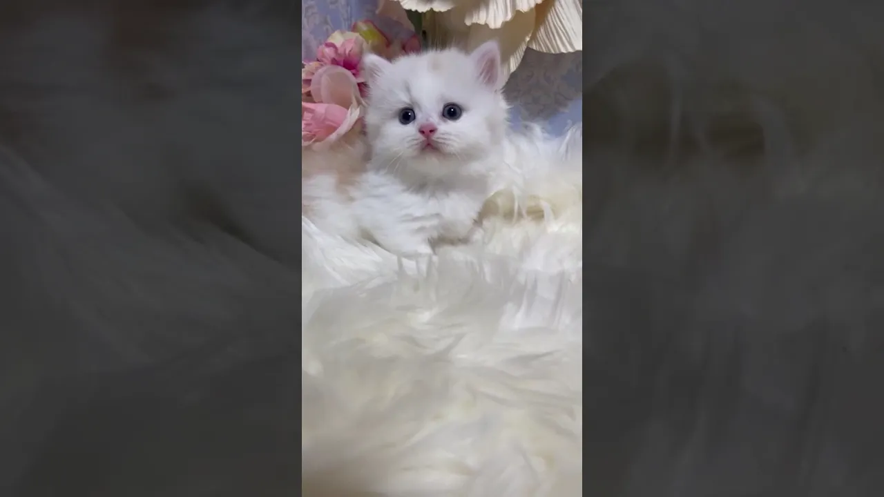 動画