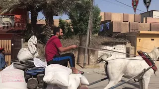 حنش ابو العتيك دندنها