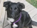 Tale of Mo - episode 9 Why we do it Border Collie Rescue