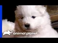 Samoyed Puppies Learn New Skills from their Parents Too Cute Animal Planet