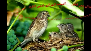 ساعة كاملة من تغريد انثى طائر البسبوس او سورا  ساعة كاملة من تغريد انثى طائر البسبوس او سورا