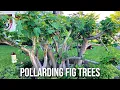 How to Pollard a Fig Tree: The Pros, Cons \u0026 Alternatives