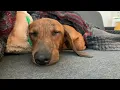 Lagu Playful mini dachshund puppy | Mac DeMini