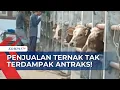 Download Lagu Usai Merebaknya Antraks di Gunungkidul, Bagaimana Aktivitas Jual-Beli Ternak?