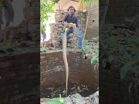कुआँ से निकला वर्षों पूराना नाग अदभुत दृश्य बिहार में😱 #viral 📞7488491842
