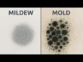 Download Lagu Mold vs Mildew - (What's the Difference?)