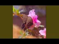 Download Lagu Butterfly