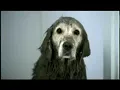 Daniel Jordan Advert Music - Bad Dog