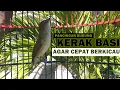 Download Lagu Suara kerak basi alis putih jantan GACOR | Kicauan ASLI ampuh buat pancingan KERBAS agar cepat bunyi