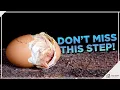 From Incubator to Chick Nailing the Egg Hatching Process