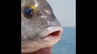 ميمز للمونتاج علاوي حبيب قلبى ابو حسين اني خادمكم الصغير دندنها