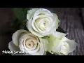Download Lagu Самая красивая мелодия в мире🌺Самая красивая мелодия весны🌿Музыка Сергея Грищука #2