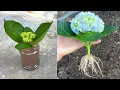 Download Lagu Probeer hortensia's te kweken met bloemstengels | Hoe hortensia's te kweken