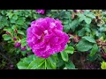 Mother Earth — A Ritual for Cleansing the Mind and Energy✨SHAMANIC HEALING MUSIC THAT HEALS THE SOUL