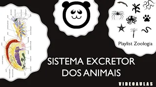 Sistema excretor animal