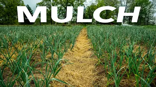 How to Use Every Mulch The Ultimate Growers Guide