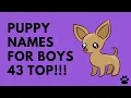Puppy Names For Boys - 43 CUTE IDEAS