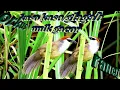 Download Lagu burung kaso kaso/gelagah gacorkasokasogacor#kasokasojinak