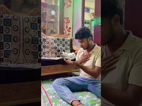 ￼ Aaj Bahut Bura Sapna Dekha 😭😱#shorts #pigeon #trending #viral #ytshorts #animals