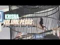 Download Lagu MURAI BATU KRISNA RAIH JUARA TIKET UTAMA KOPDAR RMC