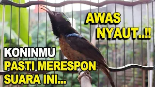 hitungan detik pasti konin nyaut u0026 gacor pancingan kolibri ninja bahan agar bunyi terapi konin