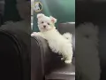 Learn About The Maltese Puppy
