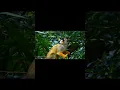 Download Lagu Suara Hutan - Suara Hewan Liar Untuk Relaksasi - Satwa Liar