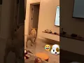 Download Lagu Grappige honden filmpjes🐶🫶🏻
