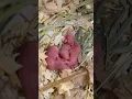 Download Lagu If you hadn’t seen, there’s been a second litter of baby rescue mice born 😅 #mice #petmice #pets