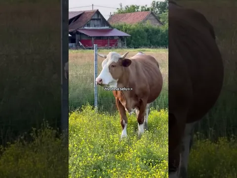 Život na selu❤️
