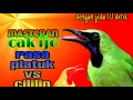 Download Lagu masteran cucak ijo rasa platuk vs cililin  dgn jeda