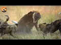Lagu Hyenas’ Tragic Encounters with Deadliest Predators on Savannah | Wild Animals