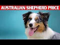 Australian Shepherd dog Price How Much Does an Australian Shepherd Cost