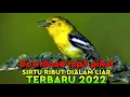 Download Lagu Download mp3 pikat terbaru||mp3 pikat burung sirtu ribut di alam liar||paling ampuh√