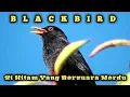 Suara Si Burung Hitam yang Bersuara merdu \
