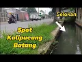 Download Lagu MANCING IKAN BETOK DI SELOKAN PINGGIR JALAN || PANCING SEROK