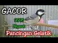 Lagu GELATIK BATU GACOR NGEPLONG MEMANGGIL LAWAN