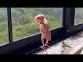 Download Lagu This Parrot Lost All His Feathers, But He Found a Soul Mate